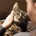 Lifetime insurance pet cover discount protection customers huge