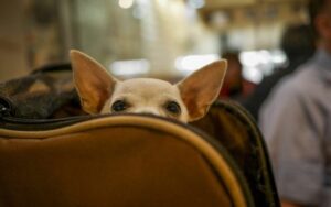 Pet insurance coverage for travel